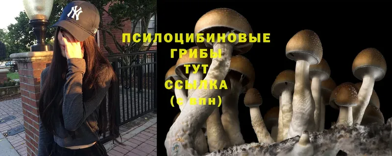 Псилоцибиновые грибы Psilocybe  Орлов 